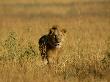 A Male African Lion Moves Through The Brush by Beverly Joubert Limited Edition Print