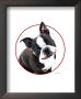 Cute As A Button Boston Terrier by Patti Meador Limited Edition Print