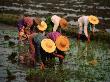 Women Planting Rice Seedlings, Nyaungshwe, Shan State, Myanmar (Burma) by Bernard Napthine Limited Edition Print