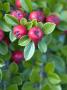 Cotoneaster Horizontalis, Berries by Kidd Geoff Limited Edition Print