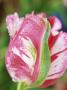 Close-Up Of Pink And Green Flamed Parrot Tulip Head by Linda Burgess Limited Edition Pricing Art Print
