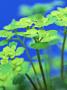 Leaved Golden Saxifrage, Alam Pedja Nr, Estonia by Niall Benvie Limited Edition Print