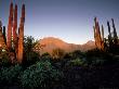 Volcan De Las Virgenes, Mexico by Patricio Robles Gil Limited Edition Print