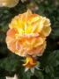 Hybrid Tea Rose by David Askham Limited Edition Print