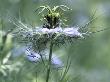 Nigella Damascena Miss Jekyll (Love In A Mist) by Hemant Jariwala Limited Edition Print