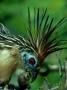 Hoatzin, Feeding Chick by Friedemann Koster Limited Edition Print