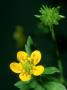 Ranunculus Species, Portugal by Paulo De Oliveira Limited Edition Print