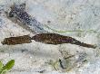 Robust Ghostpipefish, Mabul Island, Malaysia by David B. Fleetham Limited Edition Print