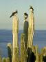 Brown Boobies, Male And Female, Gulf Of California, Mexico by Patricio Robles Gil Limited Edition Print