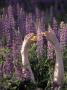 Feet, Lupines And Lily by Frank Siteman Limited Edition Print