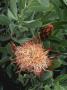 Protea Sussannea Close-Up Of Flower & Foliage, September by Rex Butcher Limited Edition Pricing Art Print