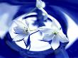 Graphic, Three Ornithogalum Thyrsoides (Chincherinchee) Flowers In Blue Glass Bowl by Jan Ceravolo Limited Edition Print