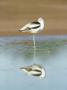 American Avocet, Reflection, Mexico by Patricio Robles Gil Limited Edition Print