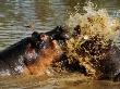 Hippopotamuses, Fighting, Tanzania by Ariadne Van Zandbergen Limited Edition Pricing Art Print