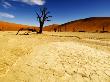 Dead Trees, Namib-Naukluft National Park, Namibia by Ariadne Van Zandbergen Limited Edition Print