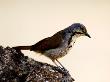 Collared Palm-Thrush, Ruaha National Park, Tanzania by Ariadne Van Zandbergen Limited Edition Print