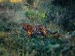 Leopard In The Tall Grass Of Kruger National Park by Luke Hunter Limited Edition Pricing Art Print