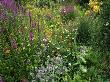 Wild Flower Garden With Lythrum Borago, Papaver (Poppy), Centaurea In Leiston Garden by Geoff Dann Limited Edition Print