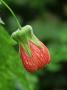 Abutilon Pictum Thompsonii by Rex Butcher Limited Edition Pricing Art Print