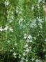 Winter Savory Satureja Montana by Andrew Lord Limited Edition Print