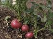 Radish Pink Beauty (Sutton Seeds), Lackham College by David Askham Limited Edition Print