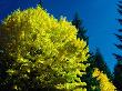 Maple Tree In Autumn In The Oregon Cascades, Oregon, Usa by Greg Gawlowski Limited Edition Print