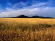 You Yangs Forest Park, You Yangs Forest Reserve, Australia by Chris Mellor Limited Edition Pricing Art Print