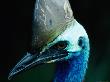 Face Of Cassowary, Australia by Chris Mellor Limited Edition Print