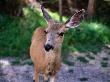 Deer (Odocoileus Hemionus), Rocky Mountain National Park, United States Of America by Chris Mellor Limited Edition Print