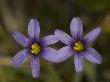 Sisyrinchium Idahoense, Sierra Nevada, Usa by Bob Gibbons Limited Edition Pricing Art Print