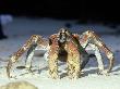 Robber Crab, Birgus Iatro Christmas Island Indian Ocean by Jan Aldenhoven Limited Edition Print