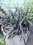 Ophiopogon Planiscarpus Nigrescens In Metal Bucket Roof Garden by Andrew Lord Limited Edition Pricing Art Print