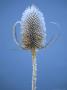 Dipsacus Fullonum (Teasel) by Hemant Jariwala Limited Edition Pricing Art Print