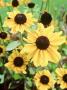 Earwig Damage To Flowers Rudbeckia Hirta Toto Late by Andrew Lord Limited Edition Print
