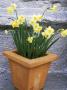 Narcissus Minnow (Tazetta) In Square Terracotta Pot Roof Terrace In March by Andrew Lord Limited Edition Print