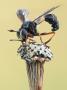 Conopid Fly Sitting On A Dry Flower Head (Physocephala Rufipes), Stockholm, Sweden by John Hallmen Limited Edition Print