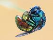A 7Mm Long Jewel Or Cockoo Wasp (Chrysididae) by John Hallmen Limited Edition Print