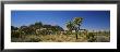 Rock Formations On A Landscape, Joshua Tree National Monument, California, Usa by Panoramic Images Limited Edition Pricing Art Print