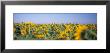 Wind Turbine In A Field Of Sunflowers, Baden-Wurttemberg, Germany by Panoramic Images Limited Edition Print