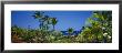 Palm Trees In A Garden, Tropical Garden, Kona, Hawaii, Usa by Panoramic Images Limited Edition Print