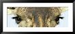 Maasai Giraffes Eyes by Panoramic Images Limited Edition Print