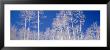 Aspen Trees In A Forest, Utah, Usa by Panoramic Images Limited Edition Pricing Art Print