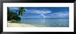 Palm Tree On A Coast, French Polynesia by Panoramic Images Limited Edition Pricing Art Print