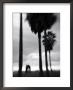 Venice Beach, Venice, Los Angeles, California, Usa by Walter Bibikow Limited Edition Print