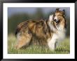 Dog, Collie, Germany by Thorsten Milse Limited Edition Print