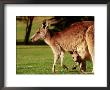 Kangaroo And Joey On Bellarine Peninsula, Barwon Heads, Victoria, Australia by John Banagan Limited Edition Print