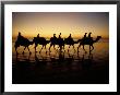 Silhouettes Of Tourists Riding Camels On A Beach by Paul Chesley Limited Edition Print