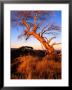 Sunset On Southerm Summit Of Nobs, Alpine National Park, Victoria, Australia by Glenn Van Der Knijff Limited Edition Print