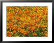 California Poppies And Goldfields Dance In The Wind After A Rainfall by Jonathan Blair Limited Edition Print