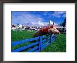 All Alaskan Racing Pig Jumping Fence In Race At Alaska State Fair, Palmer, Alaska by Brent Winebrenner Limited Edition Print